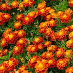 Fleurs - Œillet d'Inde Carmen - face recto